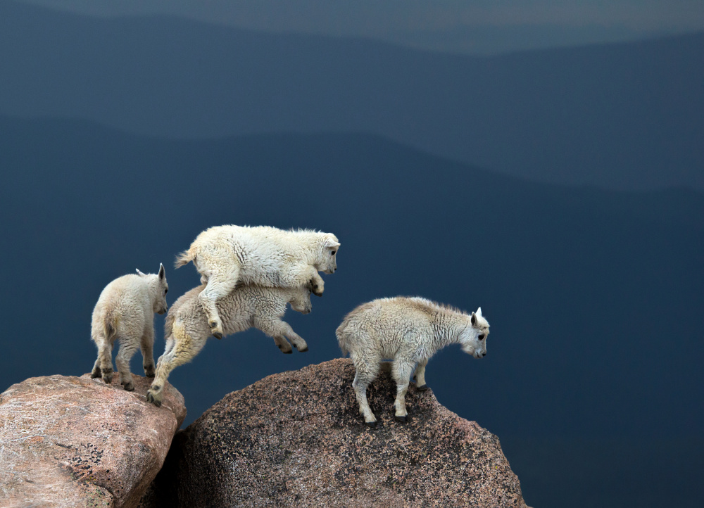 Playful Mountain Goats by verdon — canvas wall art