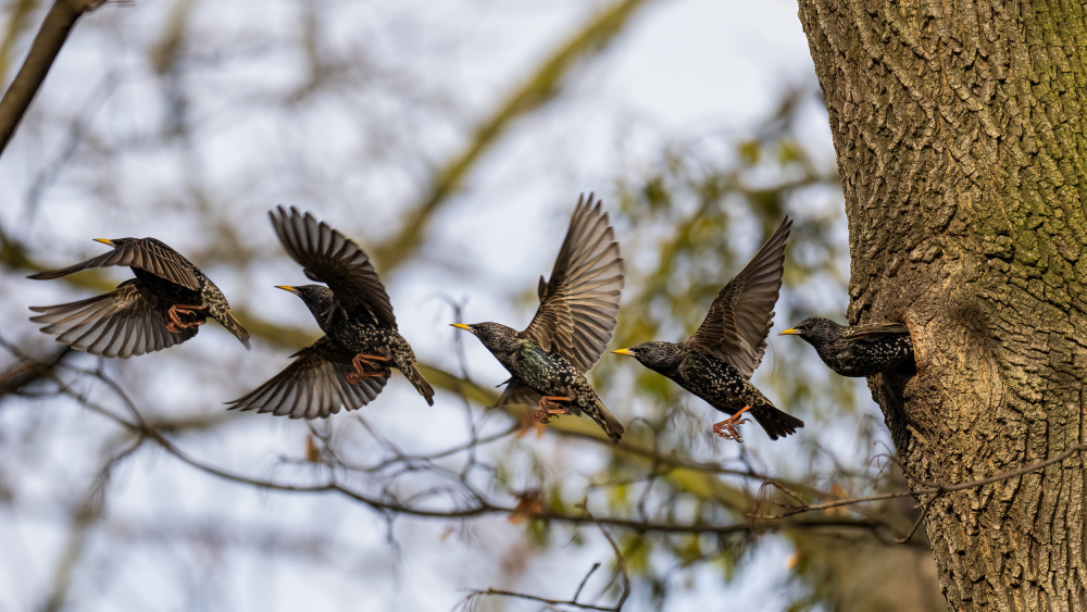Starlings Taking Flight by Rostislav Kralik — canvas wall art