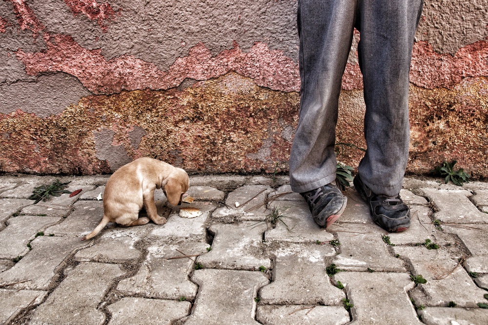 Street Puppy's Meal by Ali Ayer — canvas wall art