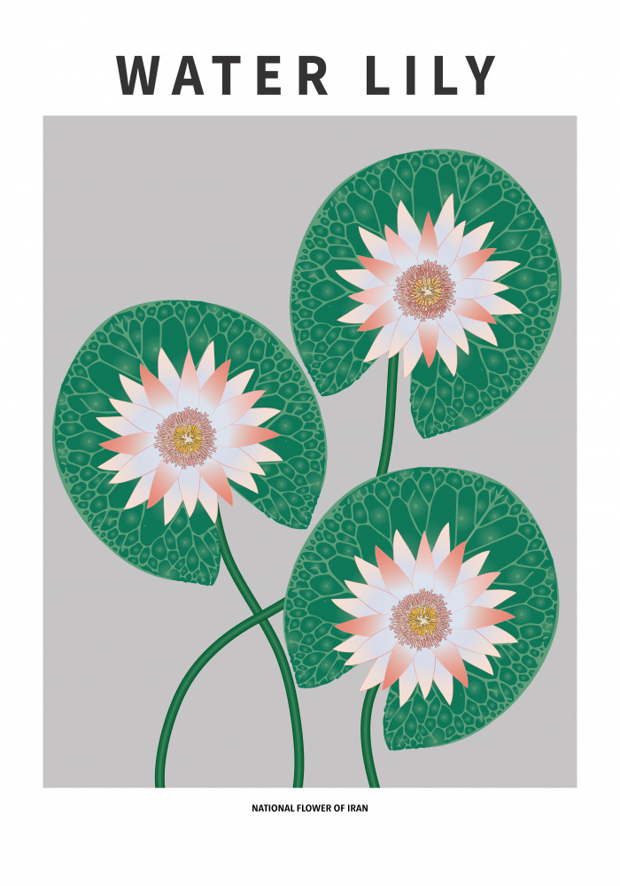 Iranian Water Lilies by Paperago — canvas wall art