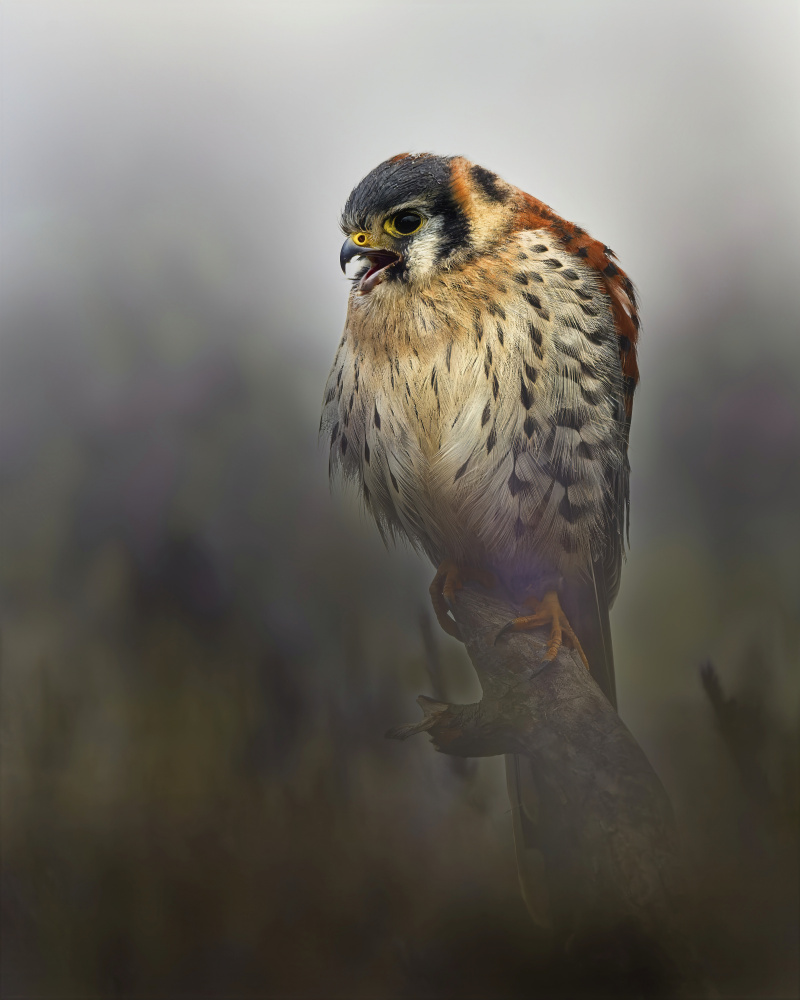 Vocal American Kestrel by Michaela Firešová — canvas wall art
