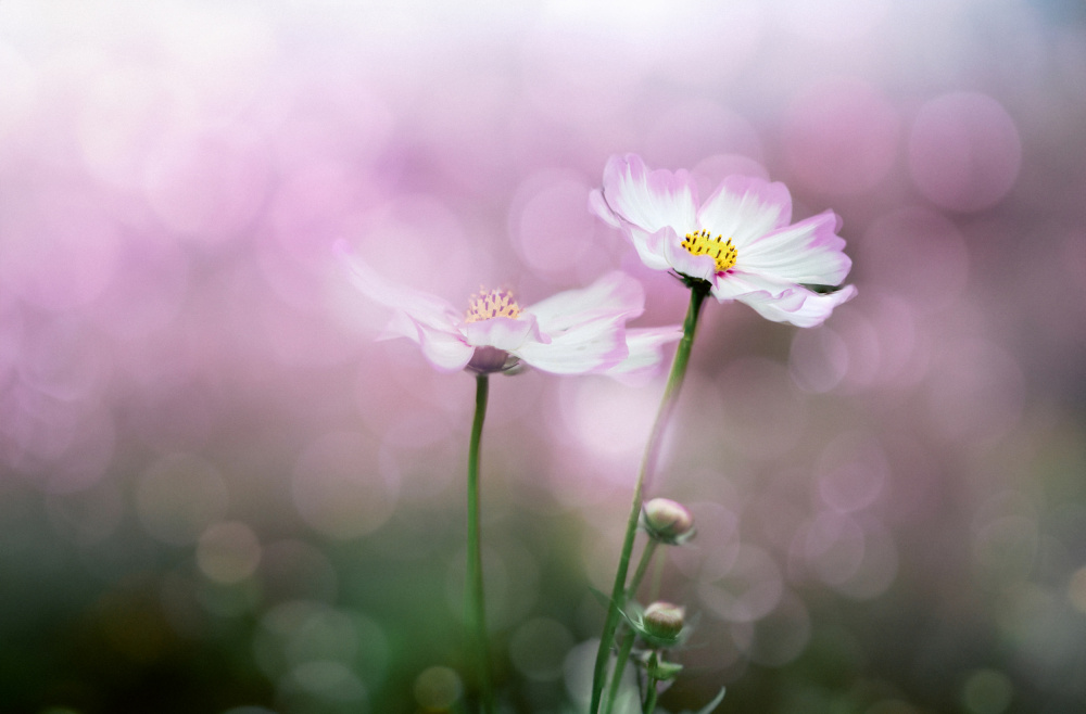 Dreamy Pink Cosmos by YoungIl Kim — canvas wall art