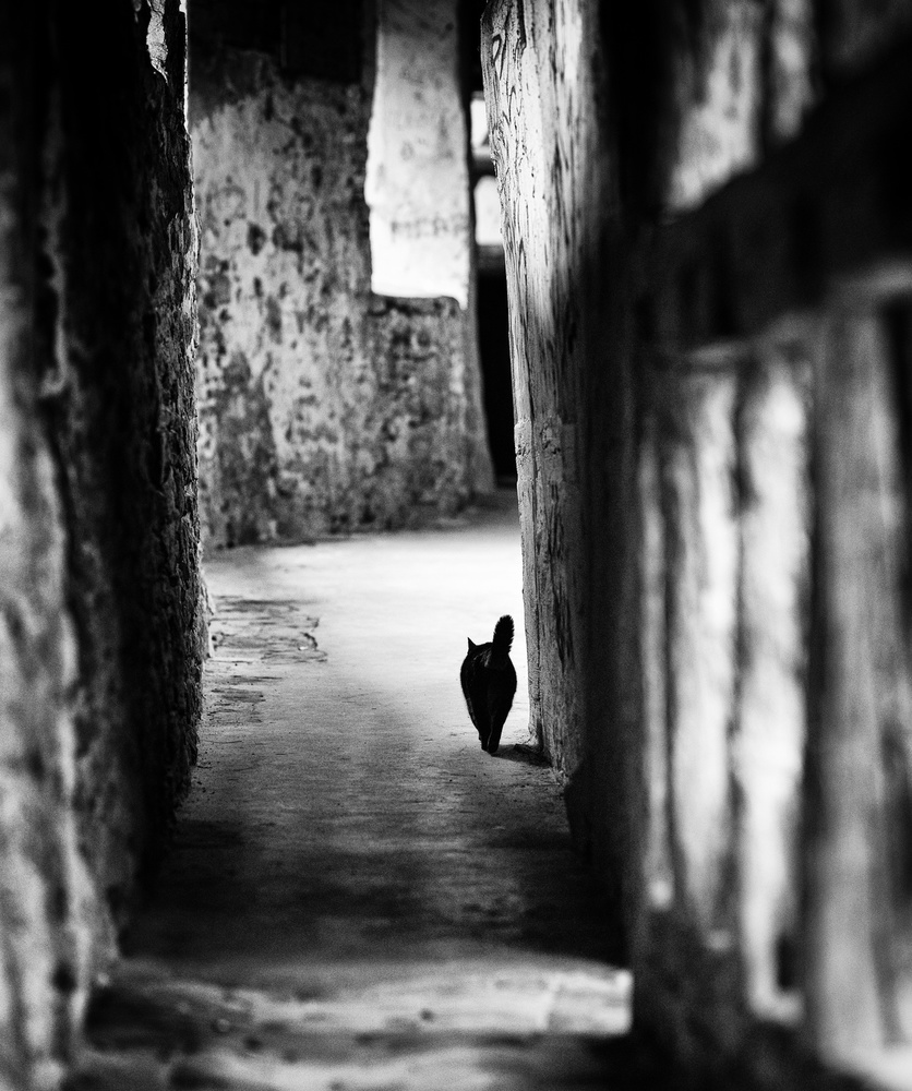 Mysterious Alley Cat by Jürgen Hartlieb — canvas wall art