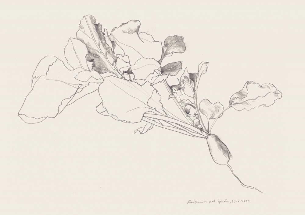 Radish Botanical Drawing by Catalina Somolinos — canvas wall art