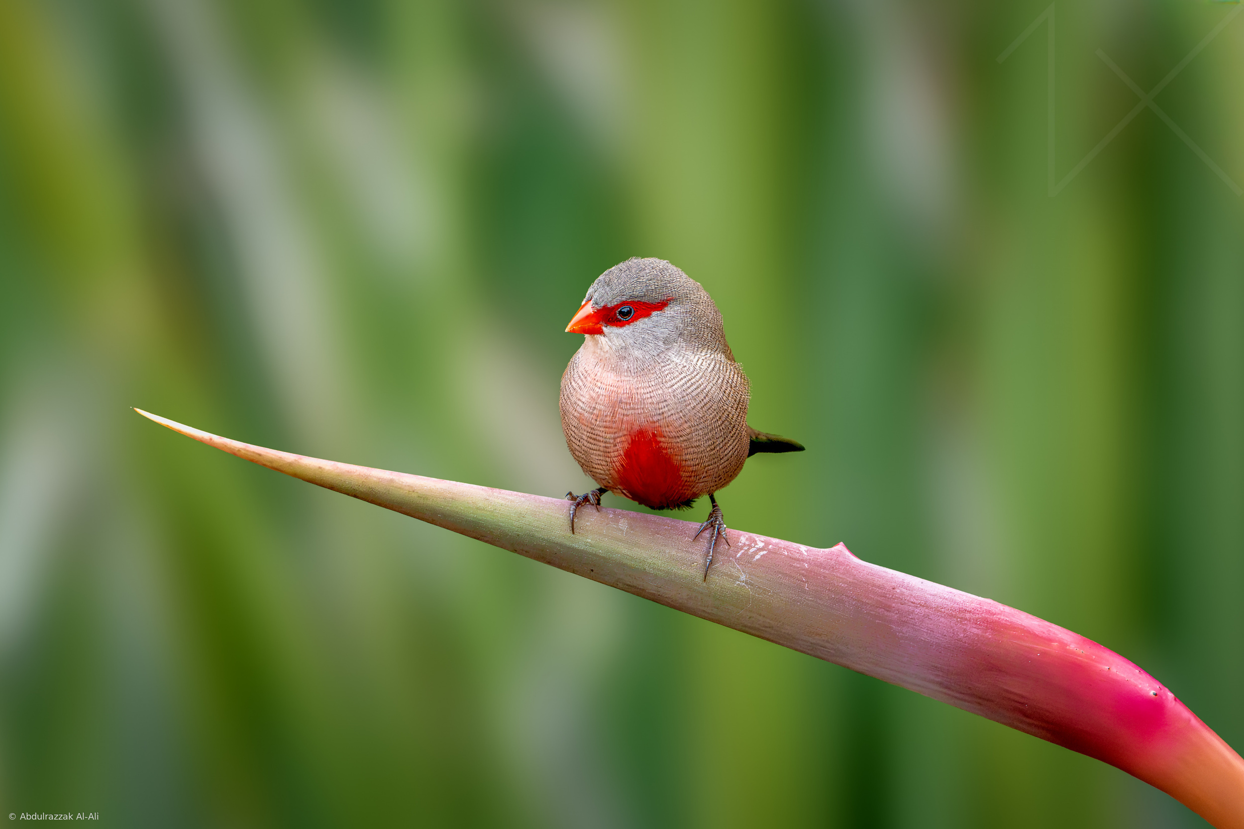Common Waxbill
