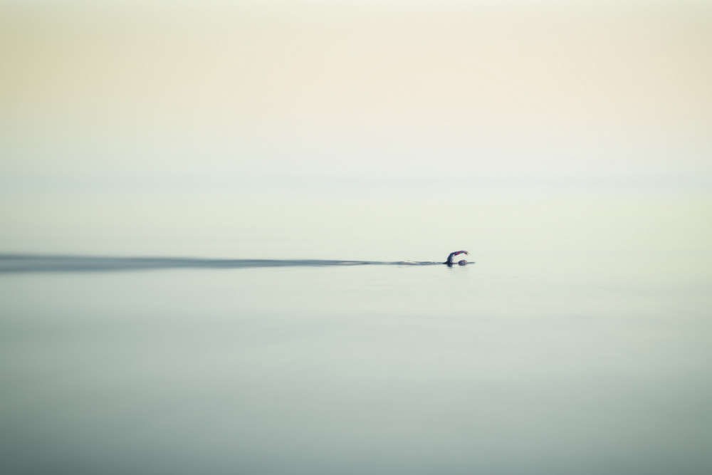 Lone Swimmer Serenity by Emilio Pino — canvas wall art
