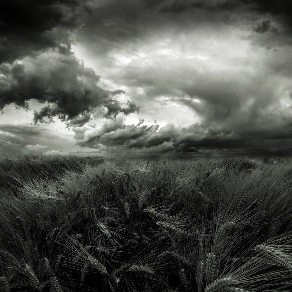 Stormy Wheat Field by Franziskus Pfleghart — canvas wall art