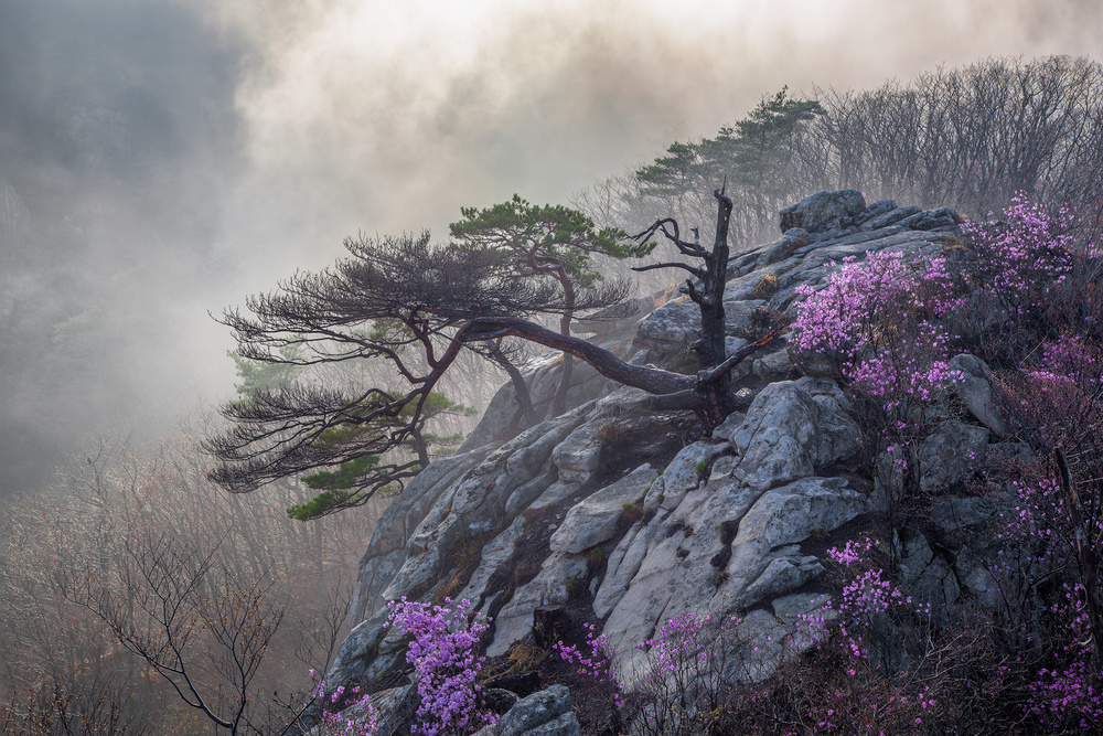 Misty Mountain Flowers by Jaeyoun Ryu — canvas wall art