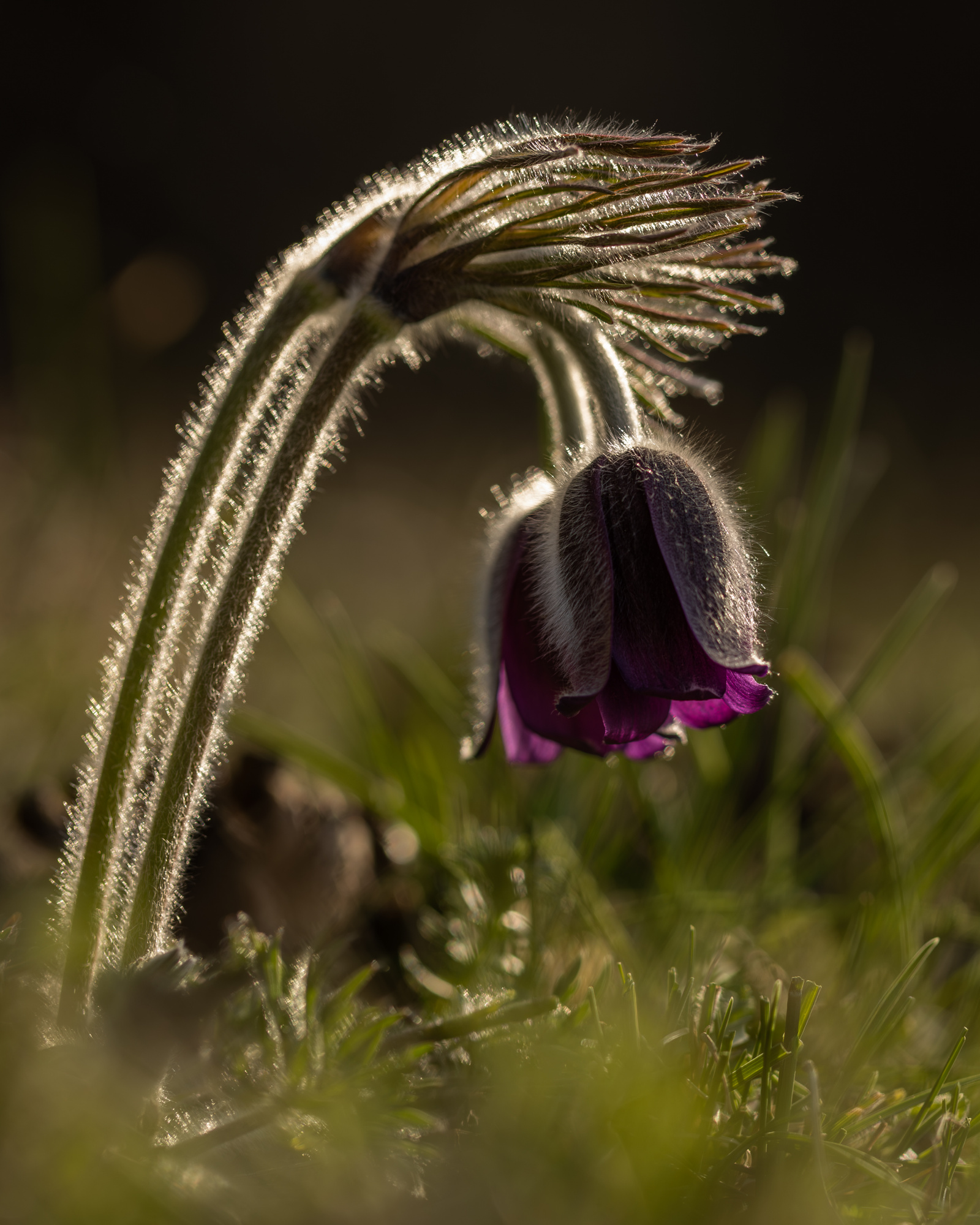 Shades of Violet