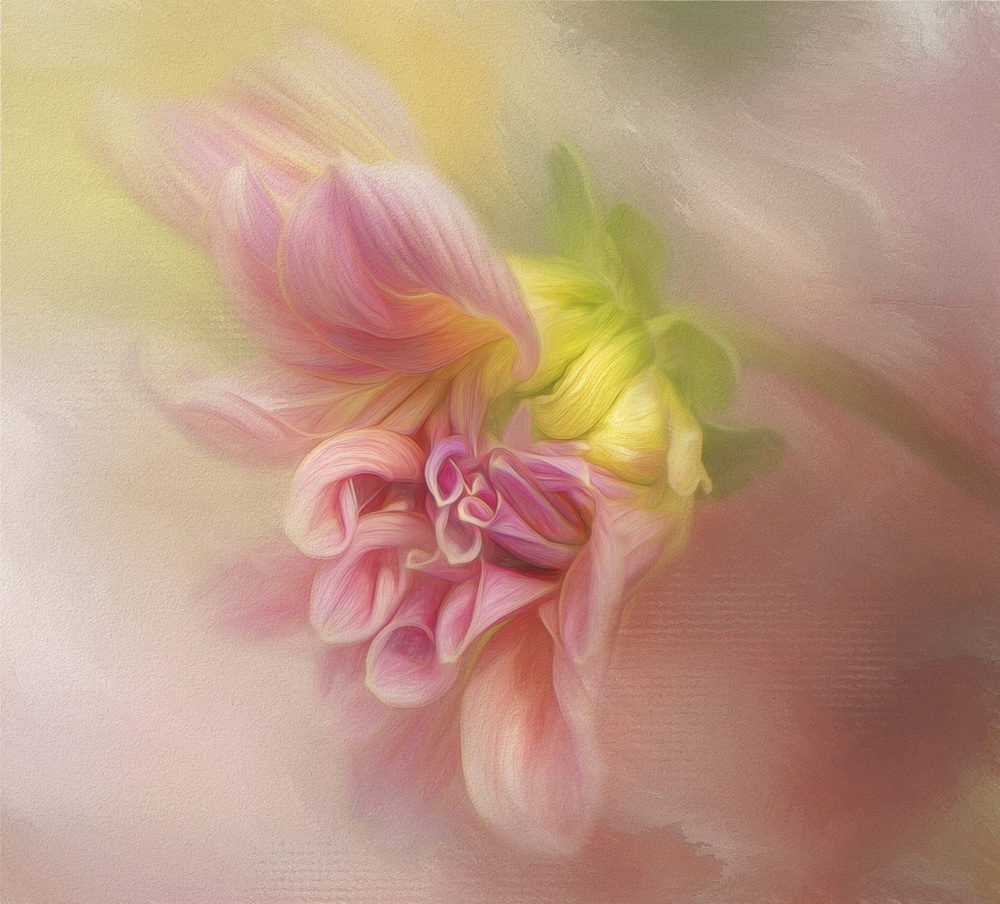 Soft Pink Dahlia by Gaille Gray — canvas wall art
