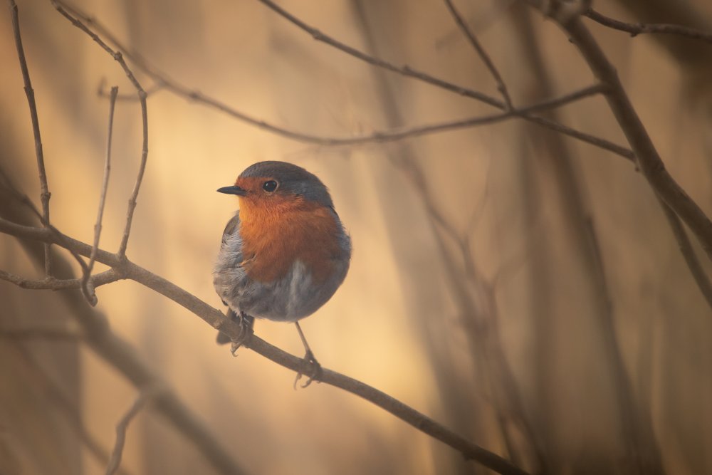 Warm Robin On Branch by Petra Dvorak — canvas wall art