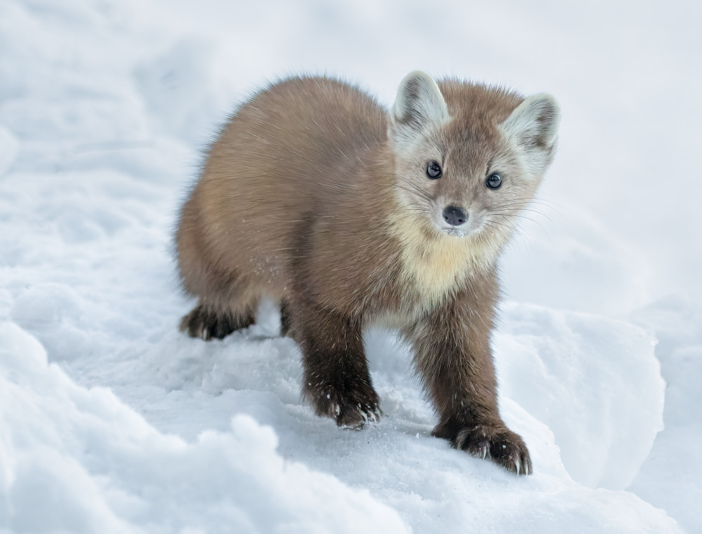 Curious Marten In Snow by Jasmine Suo — canvas wall art