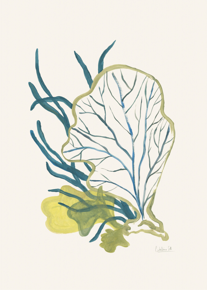 Abstract Marine Botanical by Catalina Somolinos — canvas wall art