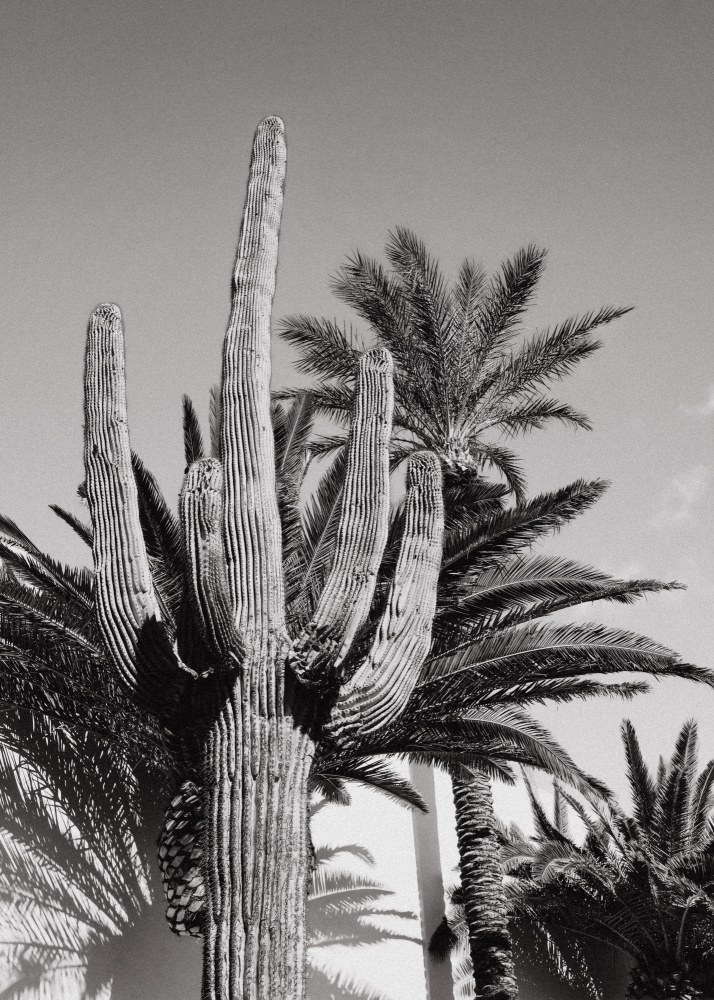 Saguaro and Palm Trees by Old Artists Studio III — canvas wall art