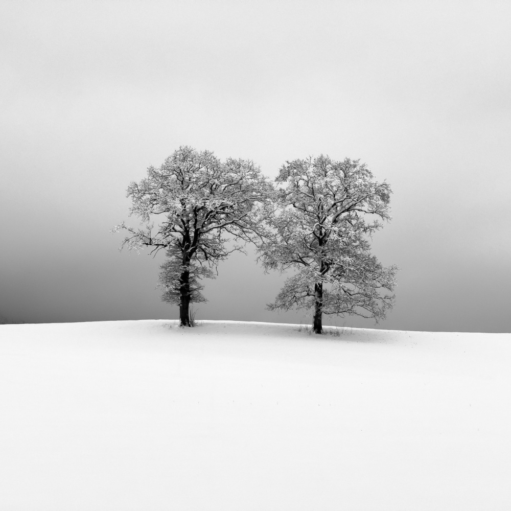 Two Snowy Trees by Alexej Schulz — canvas wall art