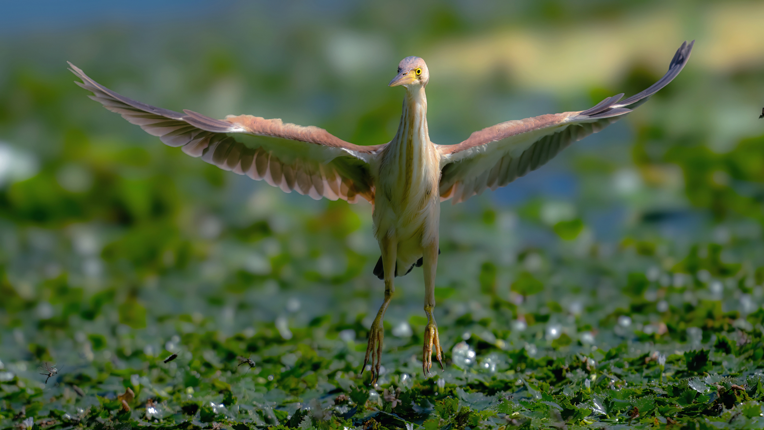 Yellow Bittern