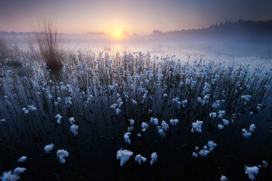 Misty Cottongrass Sunrise by Andrew George — canvas wall art