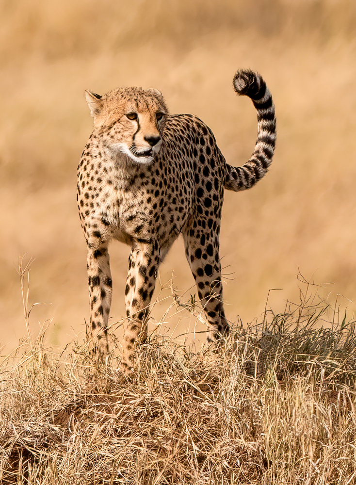 Cheetah in Golden Grass by Serena Duan — canvas wall art
