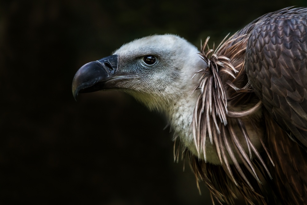 Griffon Vulture Portrait by Dennis Mohrmann — canvas wall art