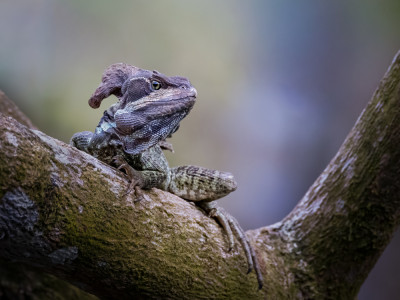Basilisk Lizard by Xiaohong Zhang