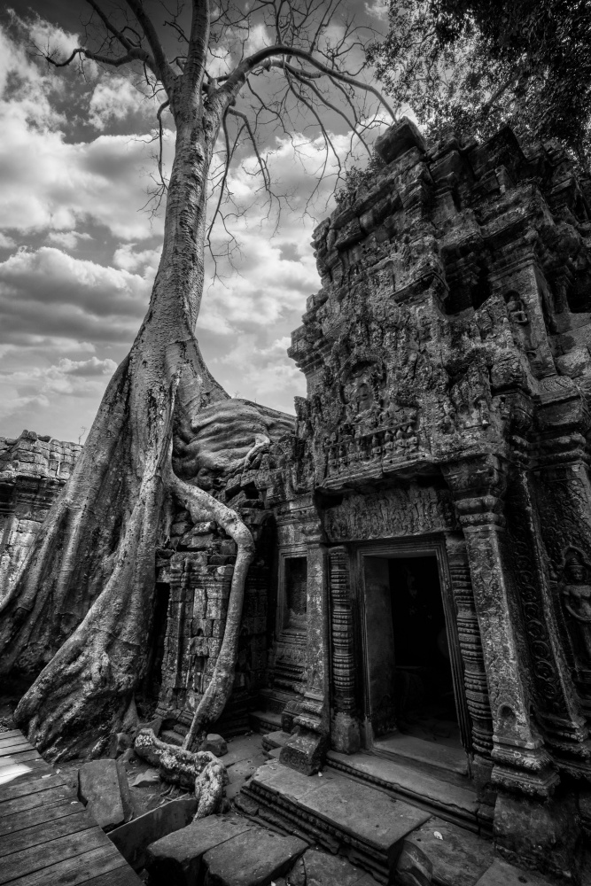 Ancient Temple Tree Roots by Angel Villalba — canvas wall art