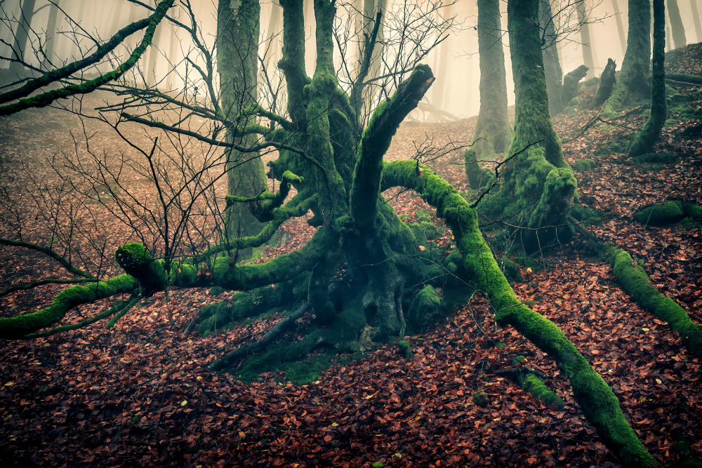 Gnarled Mossy Woods by Angel Villalba — canvas wall art