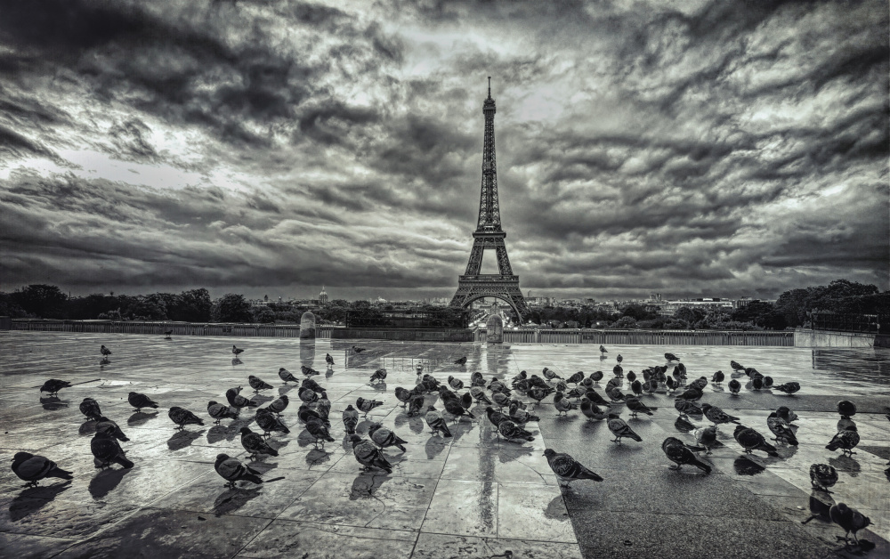 Dramatic Eiffel Tower Pigeons by mihai ian nedelcu — canvas wall art
