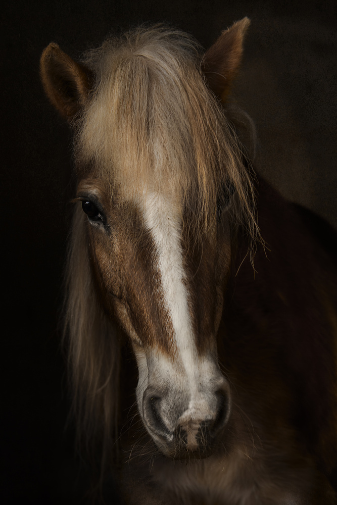 Majestic Horse Portrait by Martine Benezech — canvas wall art
