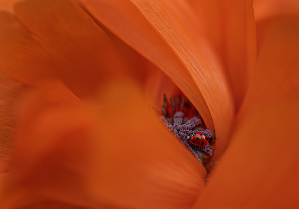 Ladybug in Orange Flower by Molly Fu APA — canvas wall art