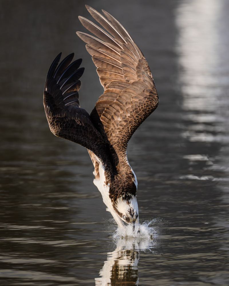 Powerful Osprey Dive by Johnny Chen — canvas wall art