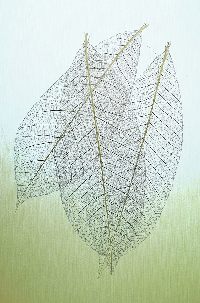 Delicate Skeleton Leaves by Saskia Dingemans — canvas wall art