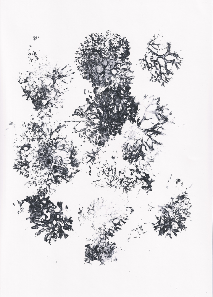 Organic Botanical Shapes by Maira Ribena — canvas wall art