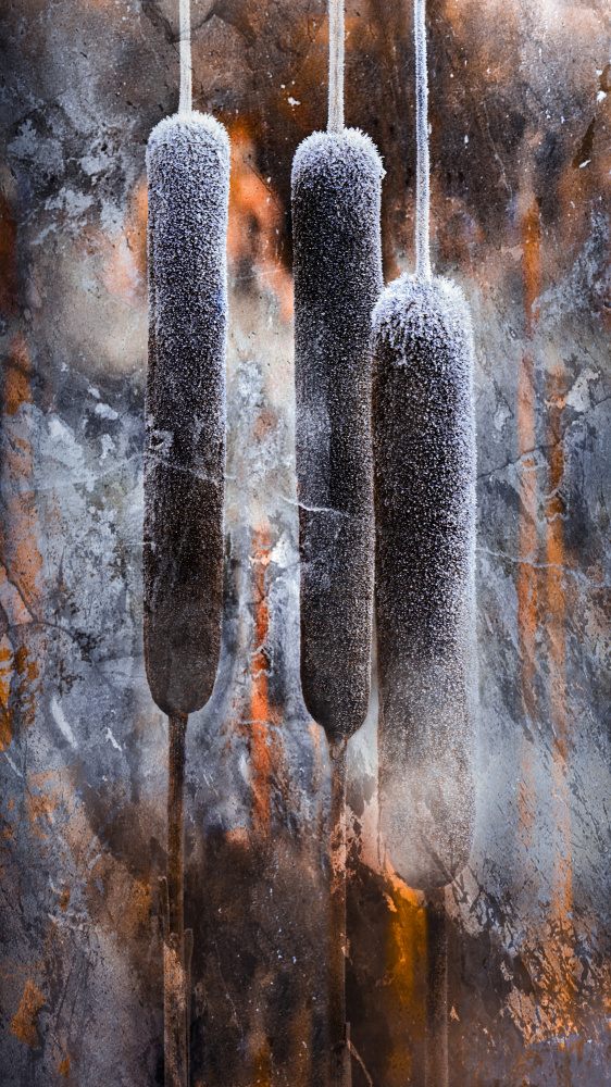 Frosted Winter Reeds by Kristina Zvinakeviciute — canvas wall art