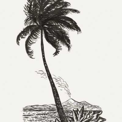 Palm Tree With an Island (ca. 1891–1941)
