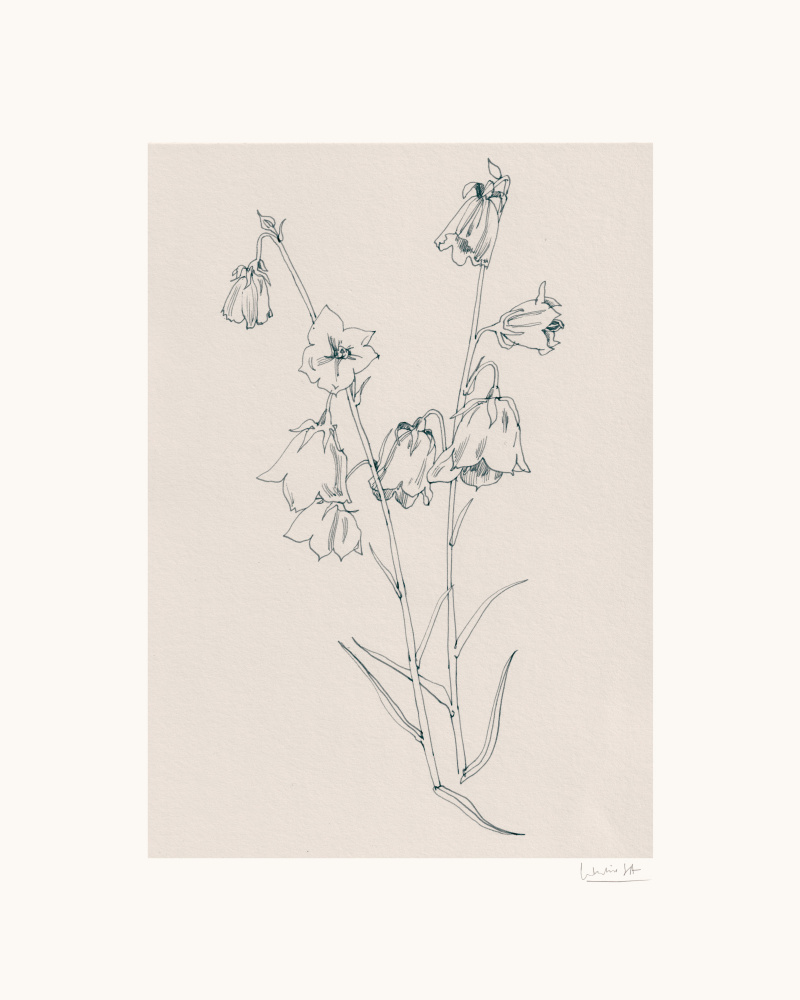 Delicate Bellflowers Drawing by Catalina Somolinos — canvas wall art