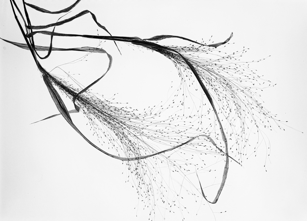 Dried Grass Minimalism by Saskia Dingemans — canvas wall art