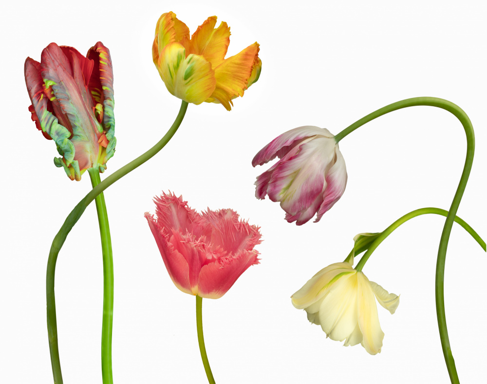 Unique Colorful Tulips by Richard Urbanski — canvas wall art