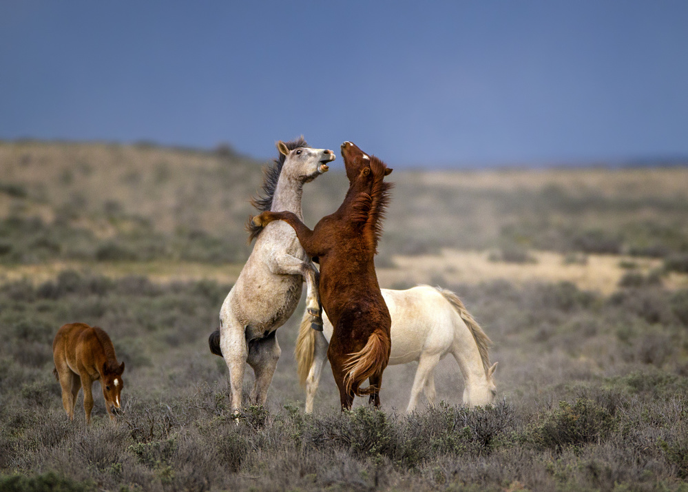 Wild Wild West by verdon — canvas wall art