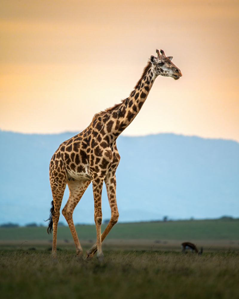 Golden Hour Giraffe by Amro — canvas wall art