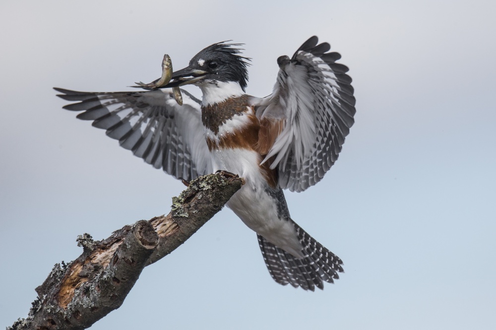 Kingfisher's Fresh Catch by Peter Stahl — canvas wall art