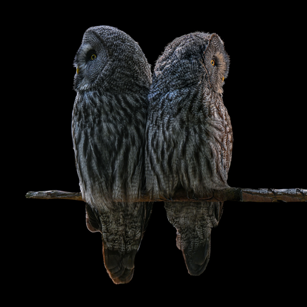 Silent Grey Pair by Georgios Tsikiridis — canvas wall art