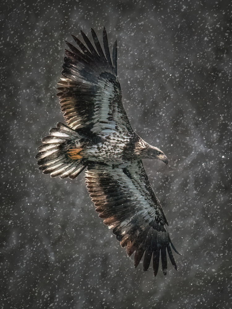 Majestic Eagle Winter Flight by Leechee Z — canvas wall art