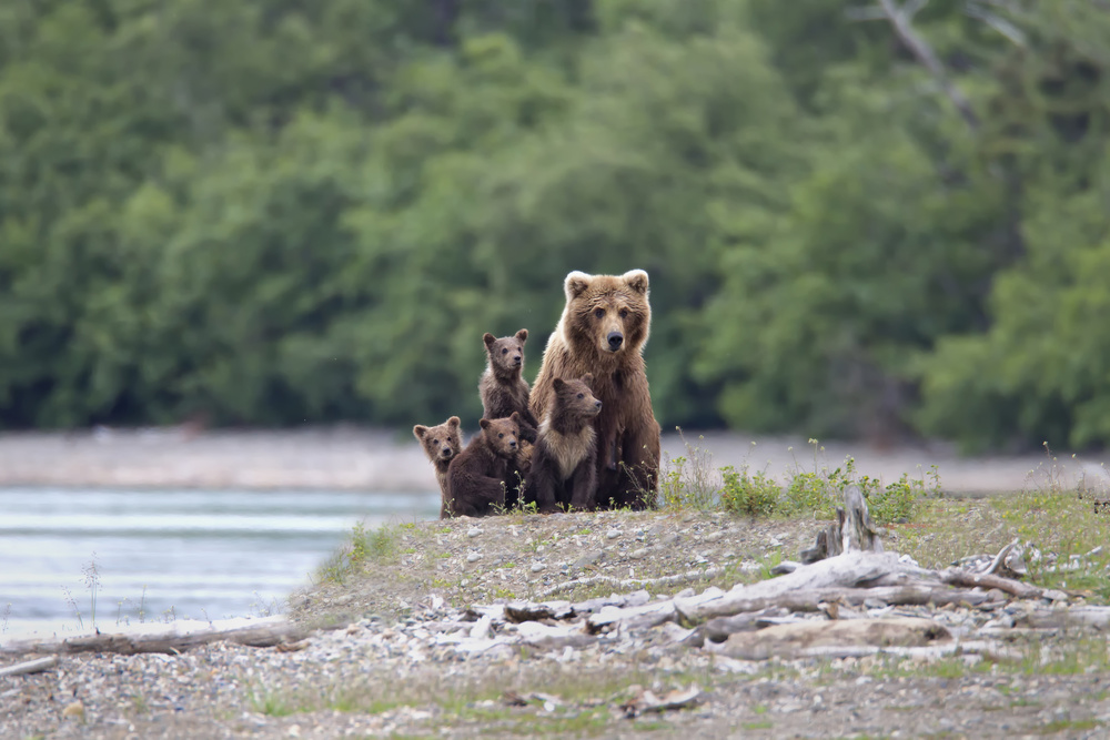 Mother Bear and Cubs by Peter Stahl — canvas wall art