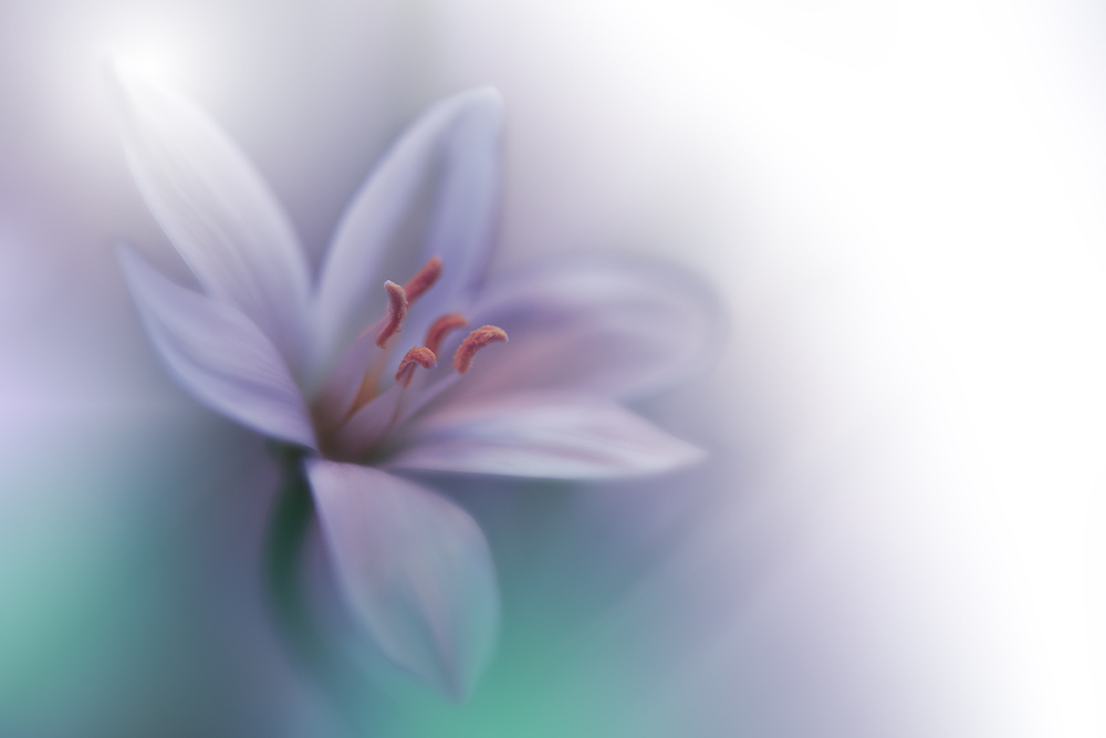Soft Purple Bloom by Juliana Nan — canvas wall art