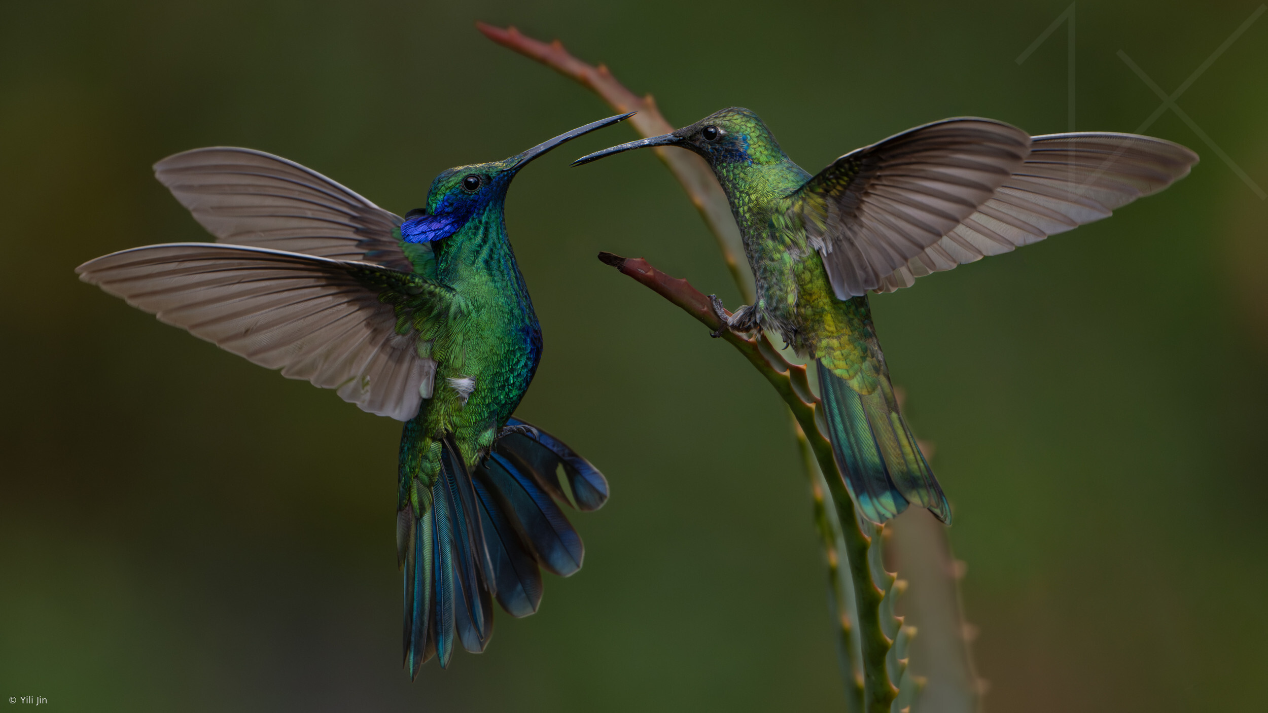 The Silent Duel