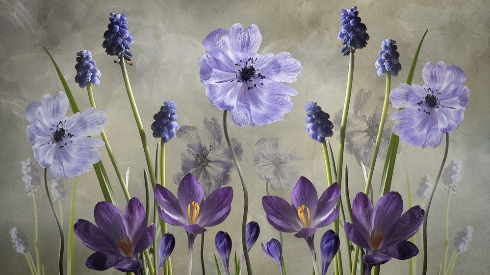 Purple Spring Blooms by Sharon Williams — canvas wall art