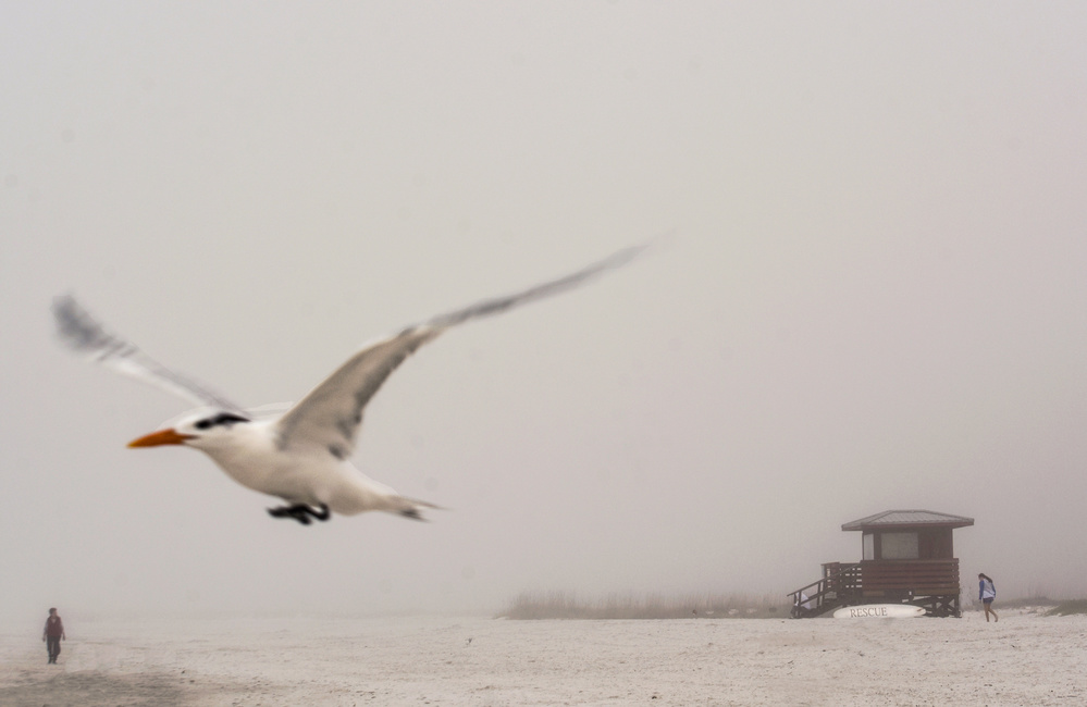 Misty Beach Bird Flight by Jane Lyons — canvas wall art