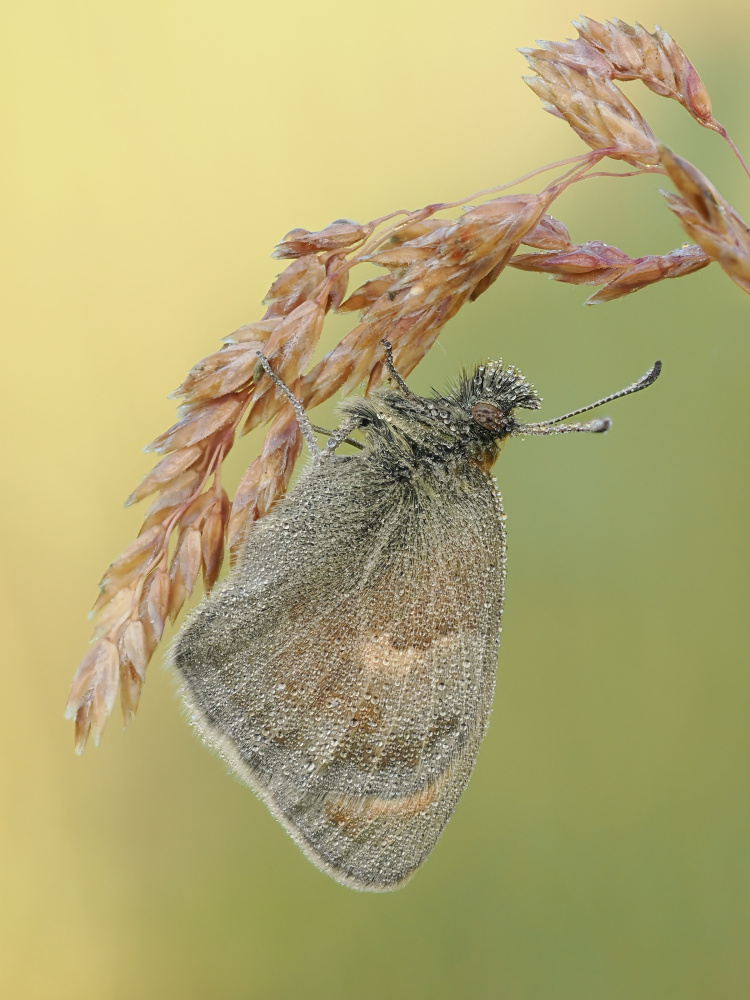 Dewy Morning Butterfly by Rostislav Kralik — canvas wall art
