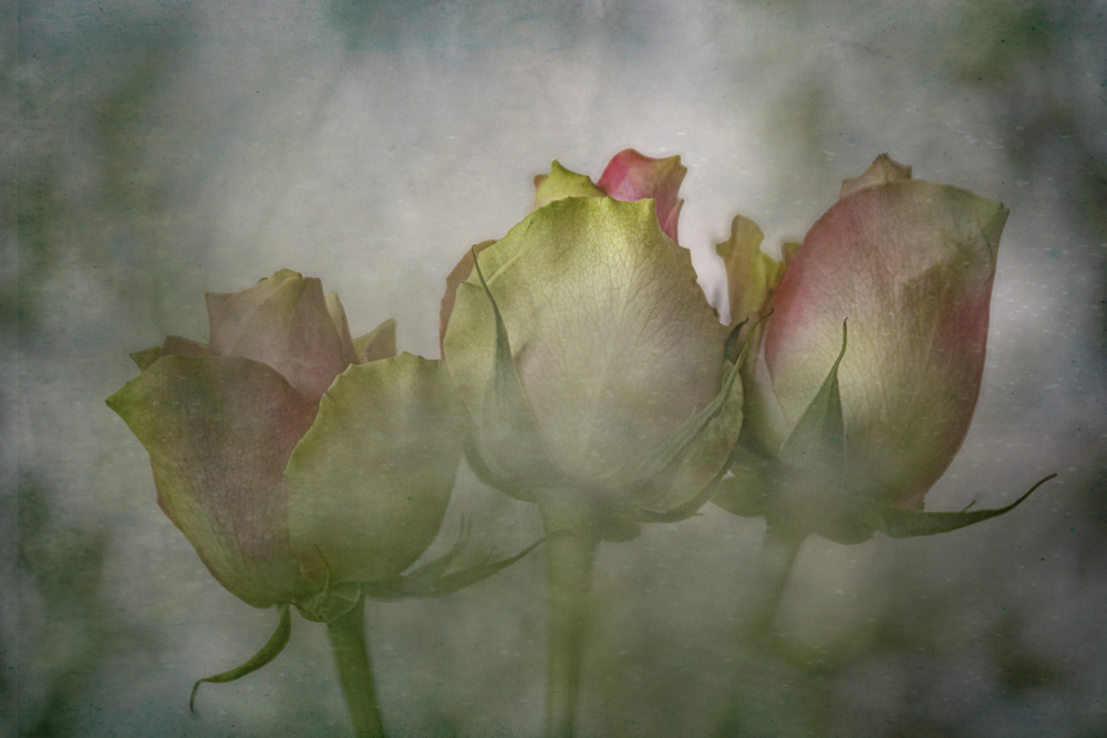 Dreamy Rose Buds by Marie-anne Stas — canvas wall art