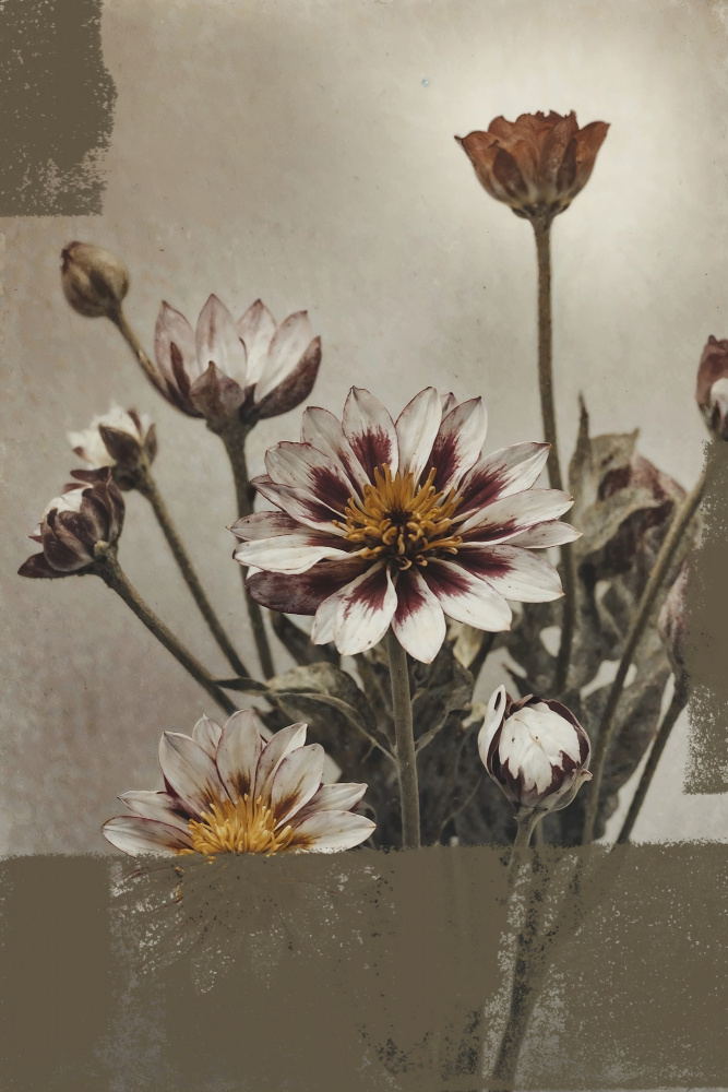 Soft Vintage Blooms by The Art Concept — canvas wall art
